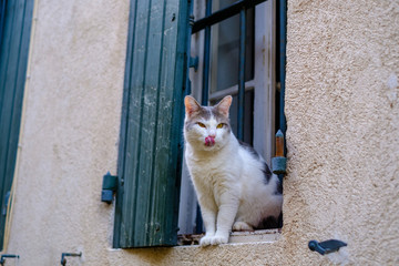Façade d'une maison, un chat blanc, gris, tacheté assis sur la fenêtre, langue tirée.