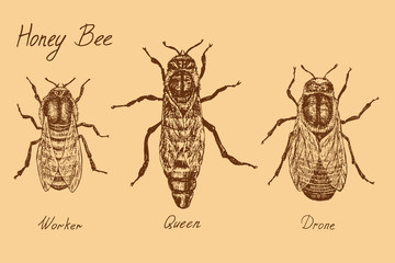 Honey bee archetypical caste specimens,  worker, queen and drone, high quality vintage engraved illustration style, hand drawn doodle, sketch, vector with inscription