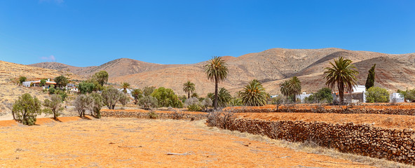 Fototapeta na wymiar Palm Trees Panorama in Fuerteventura