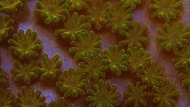 Pokerstar Montipora Coral Polyp Dolly Macro Timelapse HD