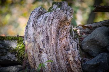 Cracked bark of the old tree overgrown with green moss in autumn forest. Selective focus. Azerbaijan
