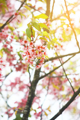 Pink Cherry Blossom or Wild Himalayan Cherry flowers (Prunus cerasoides) in Thailand