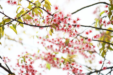 Pink Cherry Blossom or Wild Himalayan Cherry flowers (Prunus cerasoides) in Thailand