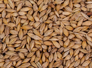 Barley beans. Grains of malt close-up. Barley on sacking background. Food and agriculture concept. Hops. 