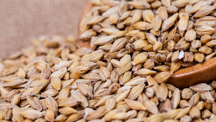 Barley beans. Grains of malt close-up. Barley on sacking background. Food and agriculture concept. Hops. 