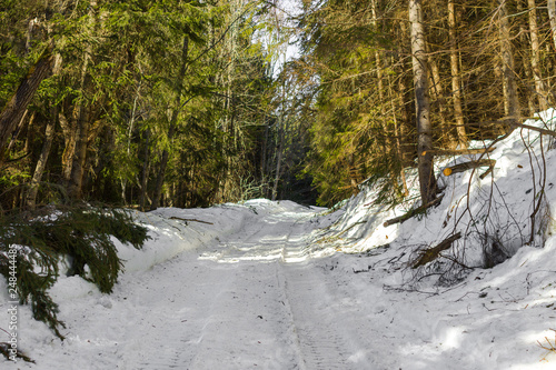 Sunny Day In The Coniferous Forest Winter Forest Landscape