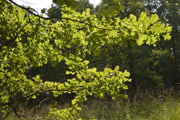Autumn in the forest