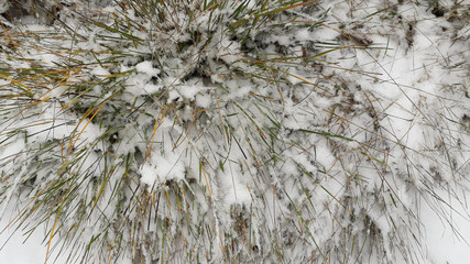 Snow on the grass