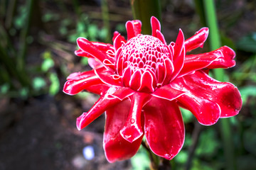 Close up red flower torch ginger