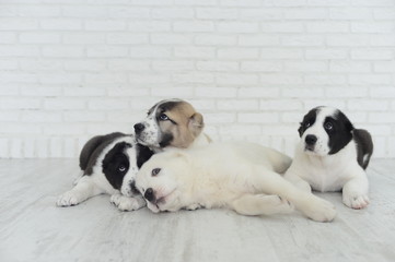 Naklejka na ściany i meble English bulldog puppies playing in Studio on white background