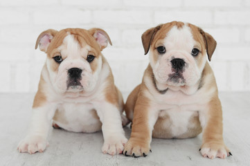 English bulldog puppies playing in Studio on white background