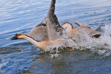 Fototapeta premium Machtkampf bei den Schwanengänsen