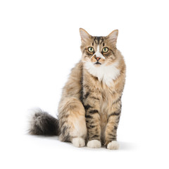 Norwegian Forest Cat Isolated