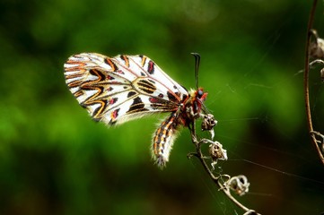 Fototapeta na wymiar butterfly on leaf