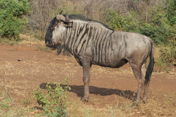 Wildebeest in South Africa