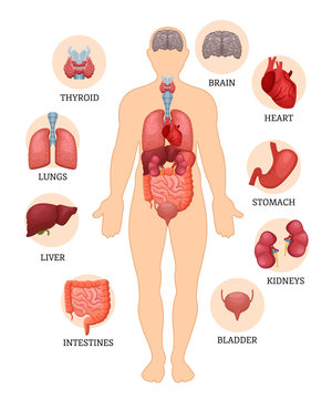 Visual scheme of the structure of man and human organs.