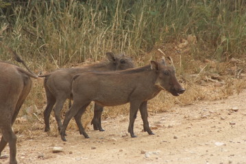 warthog in africa