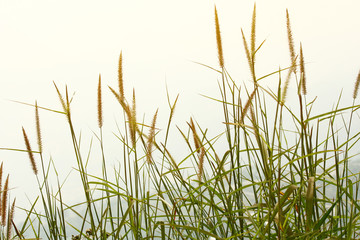 Beautiful dry grass in Sunset on the mountain.Rural Scenery under Shining Sunlight.