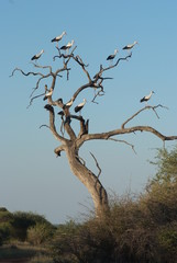 Storks on a tree in South Africa