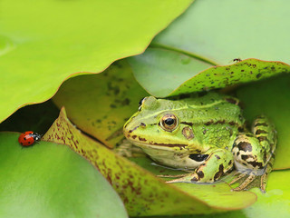 frog, ladybug and ant sitting on a water lily