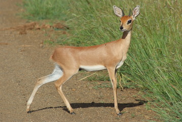 Steambok South Africa, Kruger Park