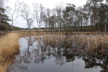 Lake in the forest Vierhouten