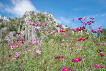 Cosmos Flower Garden Thung Siri