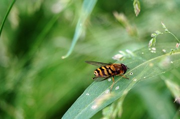 bee