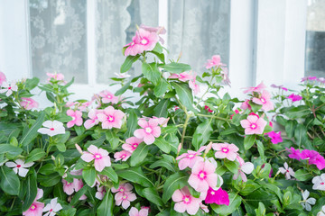 Colorful flowers