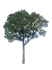 tree isolated on white background, collections tree isolated, tree object