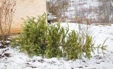 Recycle and dispose of Christmas tree