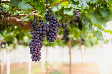 Beauty seedless grapes.Grape berry grow organic plant background in morning in Thailand,