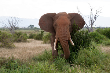 Naklejka na ściany i meble A big elephant in the grassland of the savannah