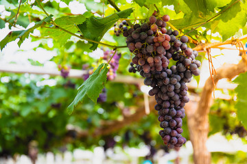 Beauty seedless grapes.Grape berry grow organic plant background in morning in Thailand,