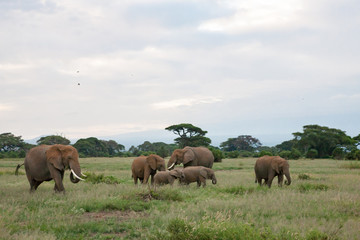 Fototapeta na wymiar An Elephant family is grassing in the grassland of the savannah