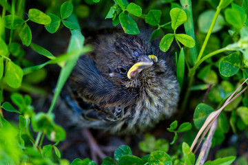 Blackbird chick fallen out of the nest