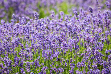A full frame photograph of an abundance of lavender, with a shallow depth of field