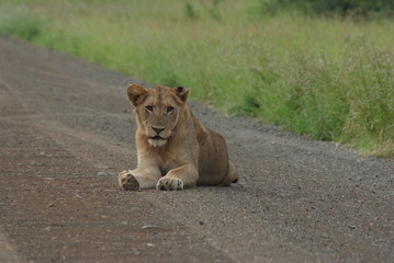 Lion in Kruger Park, South Africa