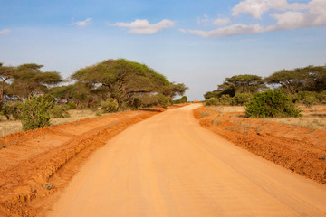 A way througth the savannah with a lot of plants