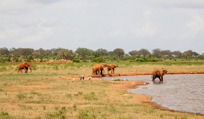 A lot of elephants on the waterhole