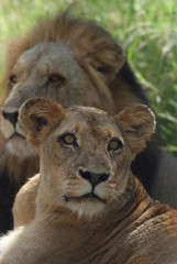 Portrait ion and lioness in Kruger Park, South Africa