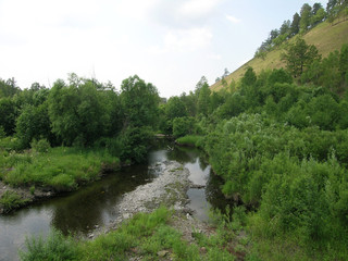 Forest river surrounded by green plants