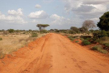 A way througth the savannah with a lot of plants