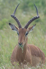 Impala, Kruger Park, South Africa