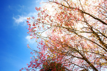 Beautiful pink cherry blossoms or Wild Himalayan cherry (Prunus cerasoides) flowers in blue sky.