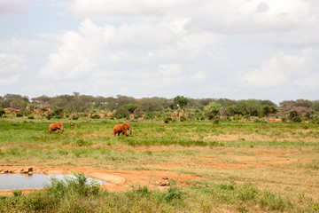 Naklejka na ściany i meble Elephants are walking throught the savannah near the waterhole