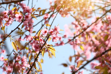 Beautiful pink cherry blossoms or Wild Himalayan cherry (Prunus cerasoides) flowers in blue sky.