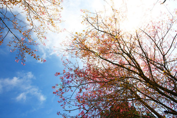 Beautiful pink cherry blossoms or Wild Himalayan cherry (Prunus cerasoides) flowers in blue sky.