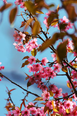 Beautiful pink cherry blossoms or Wild Himalayan cherry (Prunus cerasoides) flowers in blue sky.