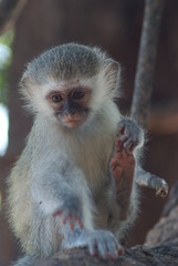 Vervet monkey, Kruger Park, South Africa